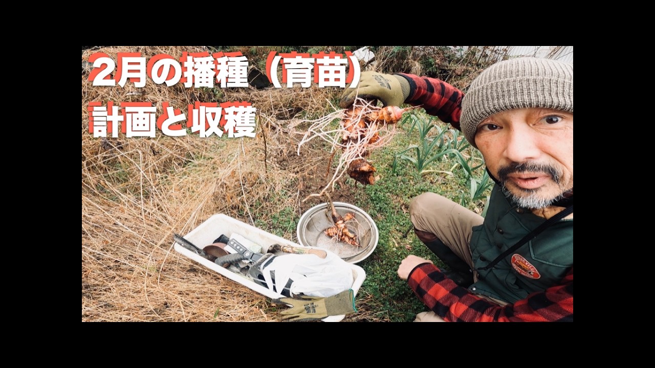 #762｜2月の播種（育苗）計画｜里芋と大根収穫｜自然農｜共生農法｜自給自足｜無農薬｜無肥料