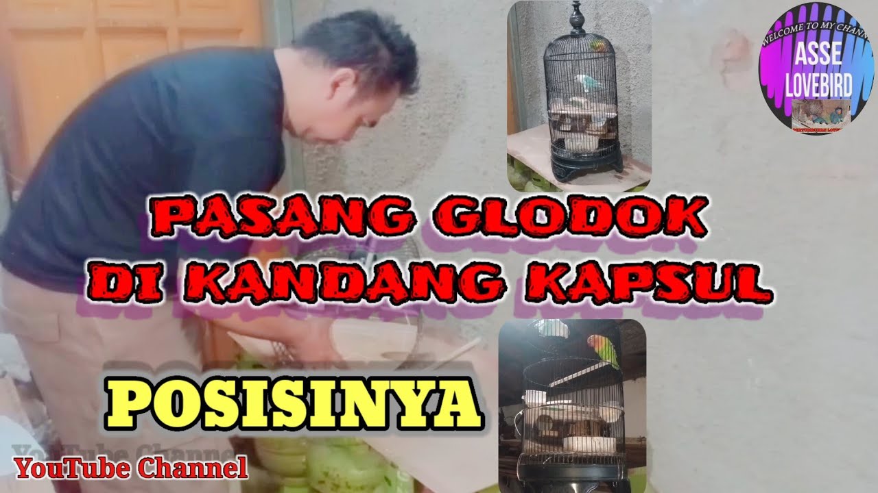 CARA PASANG GLODOK LOVEBIRD DI KANDANG KAPSUL