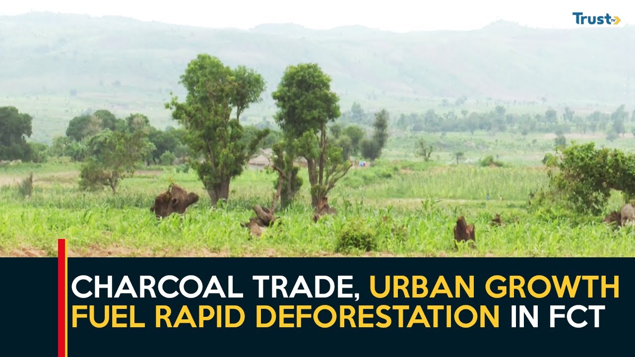 Kuje’s Vanishing Forests: Charcoal Trade, Urban Growth Fuel Rapid Deforestation In FCT