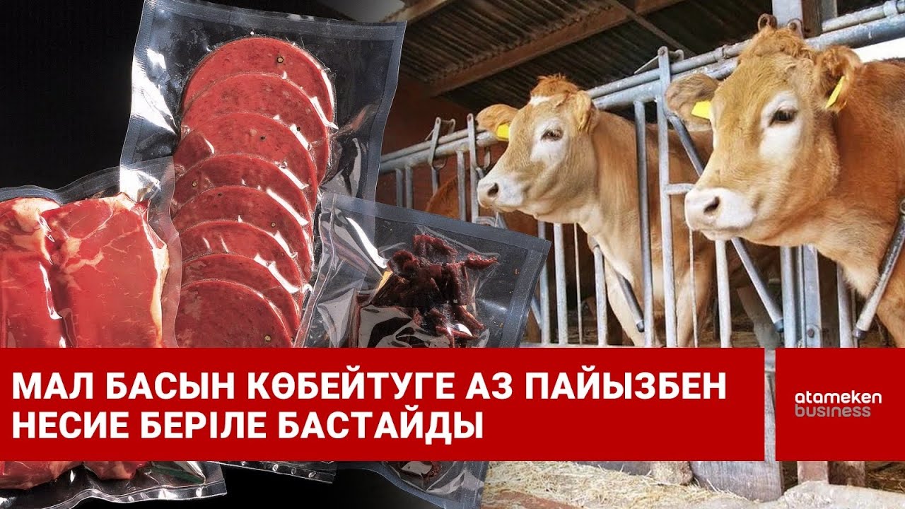 Мал басын көбейтуге аз пайызбен несие беріле бастайды | Шыны керек | 02.02.2026