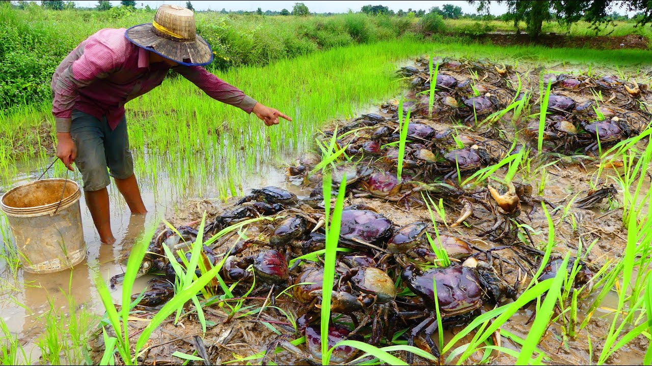OMG WOW ! Amazing Crab Catching in the Rice Paddy Crab in the small waters that fishermen catch.