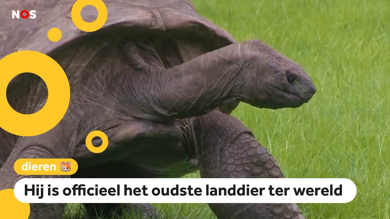 Drie dagen feest voor 190 (!) jaar oude schildpad Jonathan