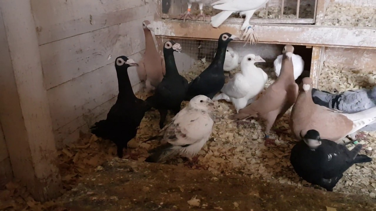 Gołębie Rasowe / Kuracja Przed Lęgami / Nowe Gołębie / Racial Pigeons