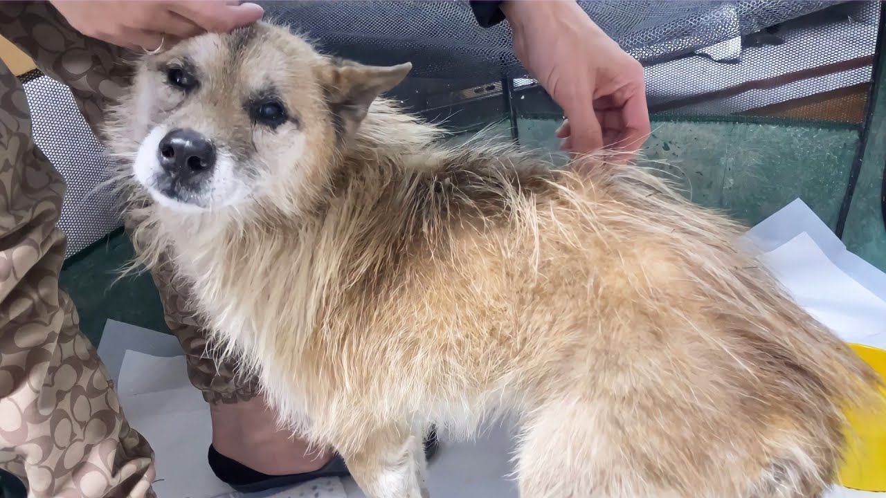 大晦日に迷い犬を保護しました