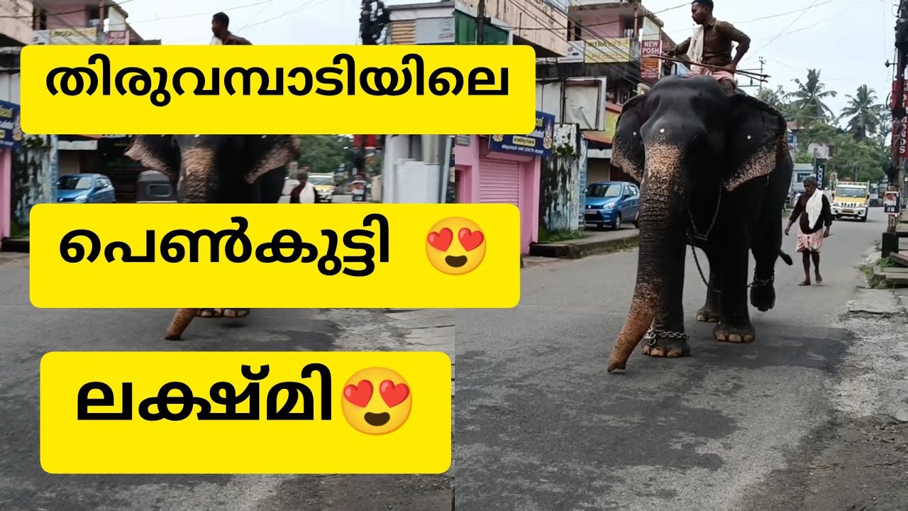 തിരുവമ്പാടിയിലെ പെൺകുട്ടി ലക്ഷ്മി 😍😍/ thiruvambadi lakshmi / thiruvambadi elephants / thiruvambadi