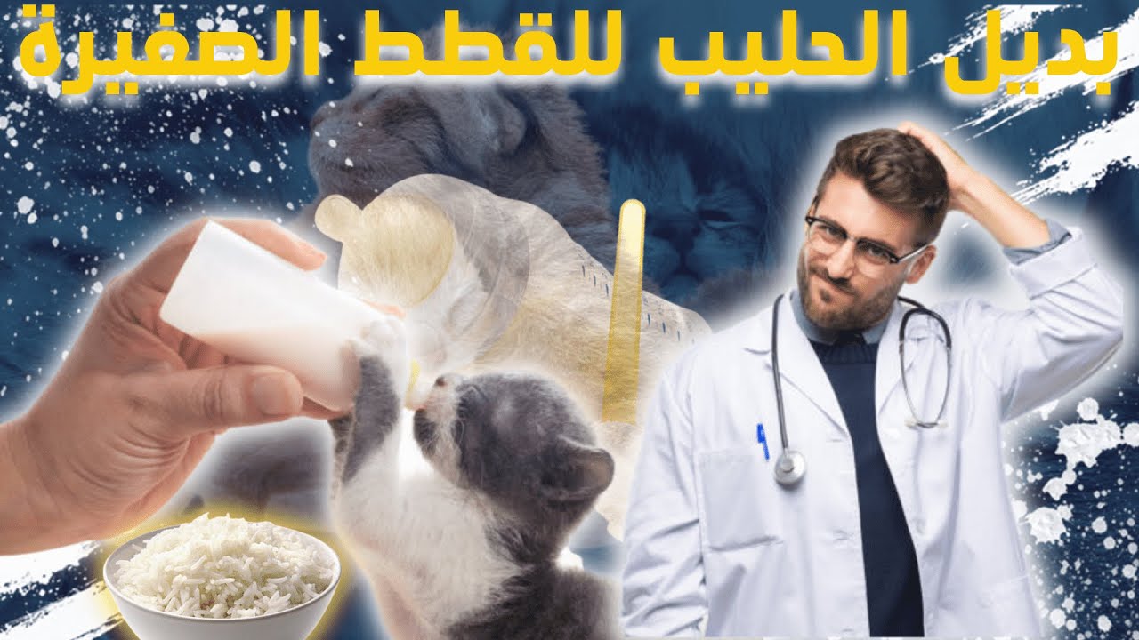 بديل الحليب للقطط الصغيرة_أفضل 3 بدائل لحليب الأم_وكيفية العناية بالقطط حديثة الولادة.