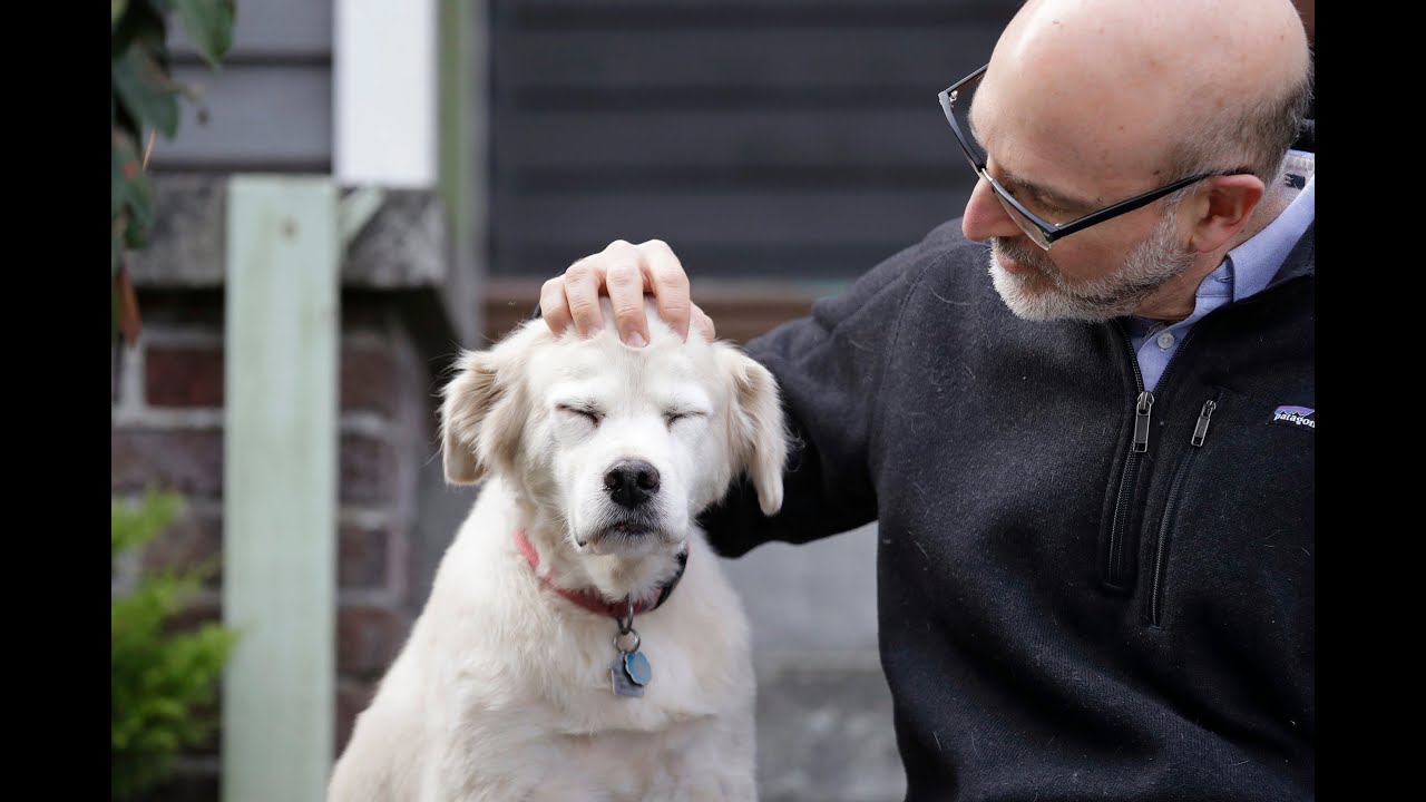Human Language, Animal Communication