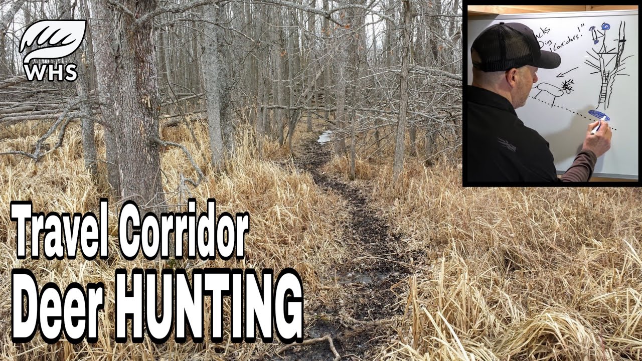 How To Create A Deer Travel Corridor