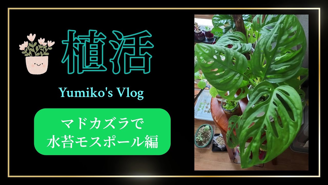 マドカズラの植え替え（水苔モスポール）