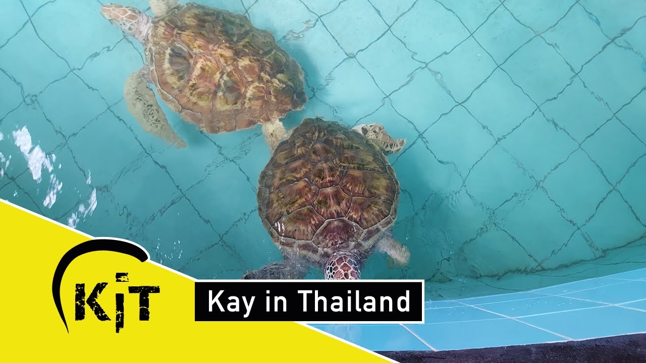 SEA TURTLE CONSERVATION CENTER