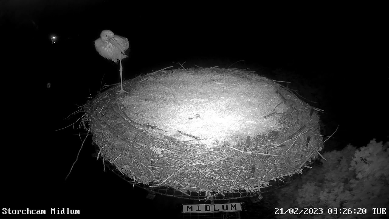 Midlum Storchcam