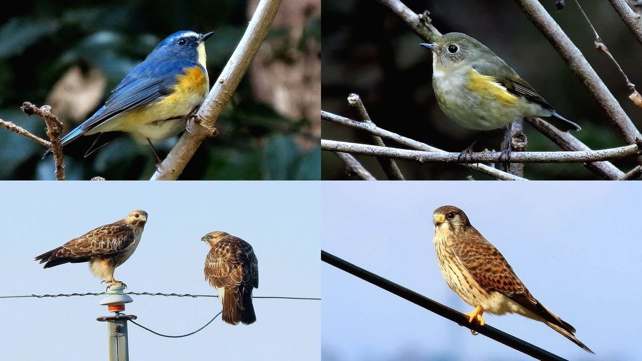 探鳥散歩 2025.12.10-16 ルリビタキ・チョウゲンボウなど10種の野鳥を拾い撮り　西美濃各地の林縁や山間などを歩く