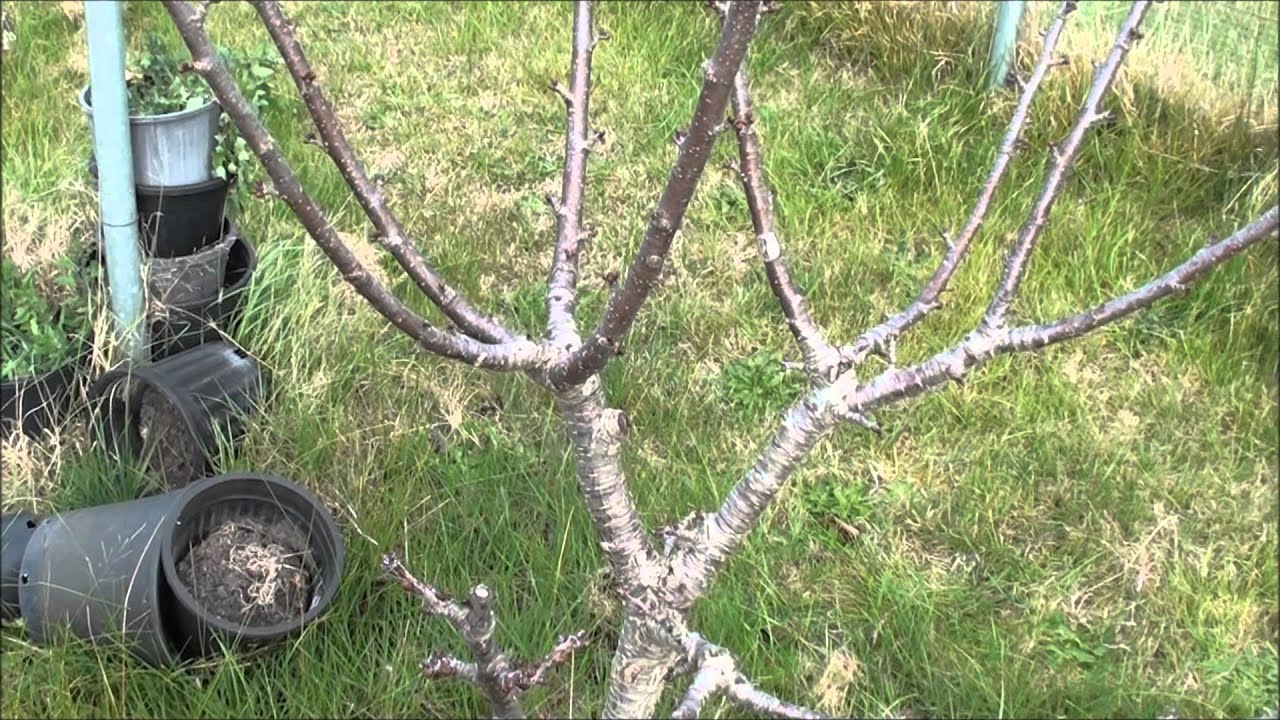 Prune and train Cherry tree to Vase shape part 2