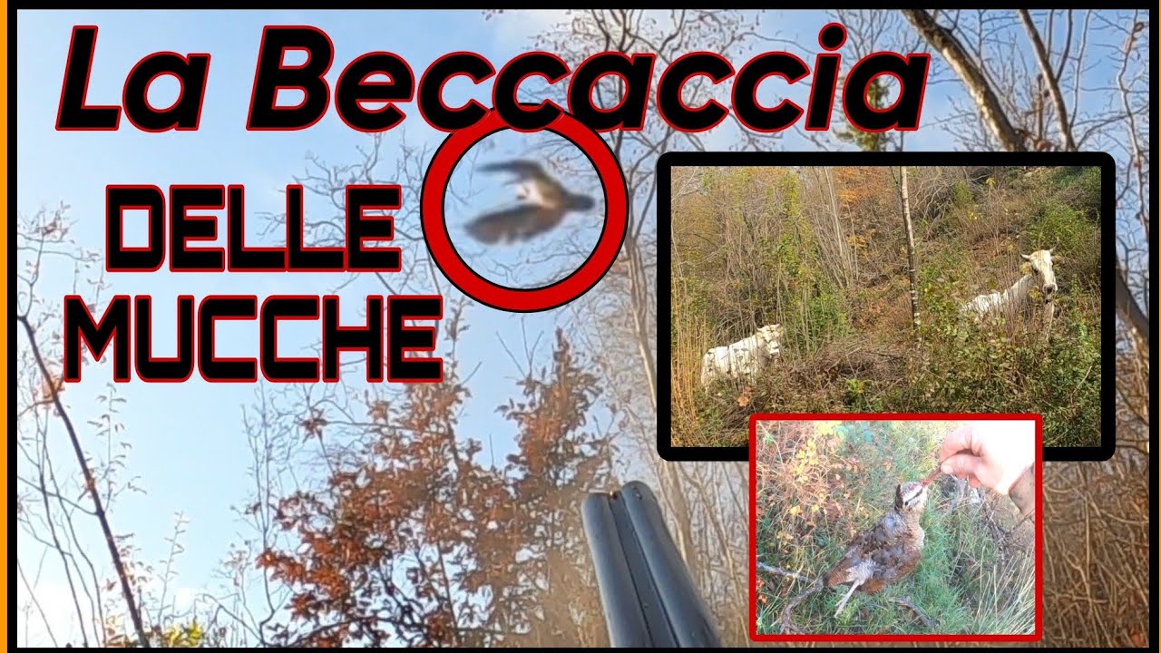La Beccaccia delle mucche - A caccia di beccacce con Benito il Breton e Assunta la Setter -Doppietta