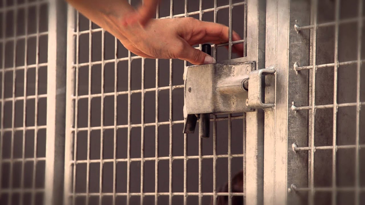 Hondenpension de Lindenberg Promofilm