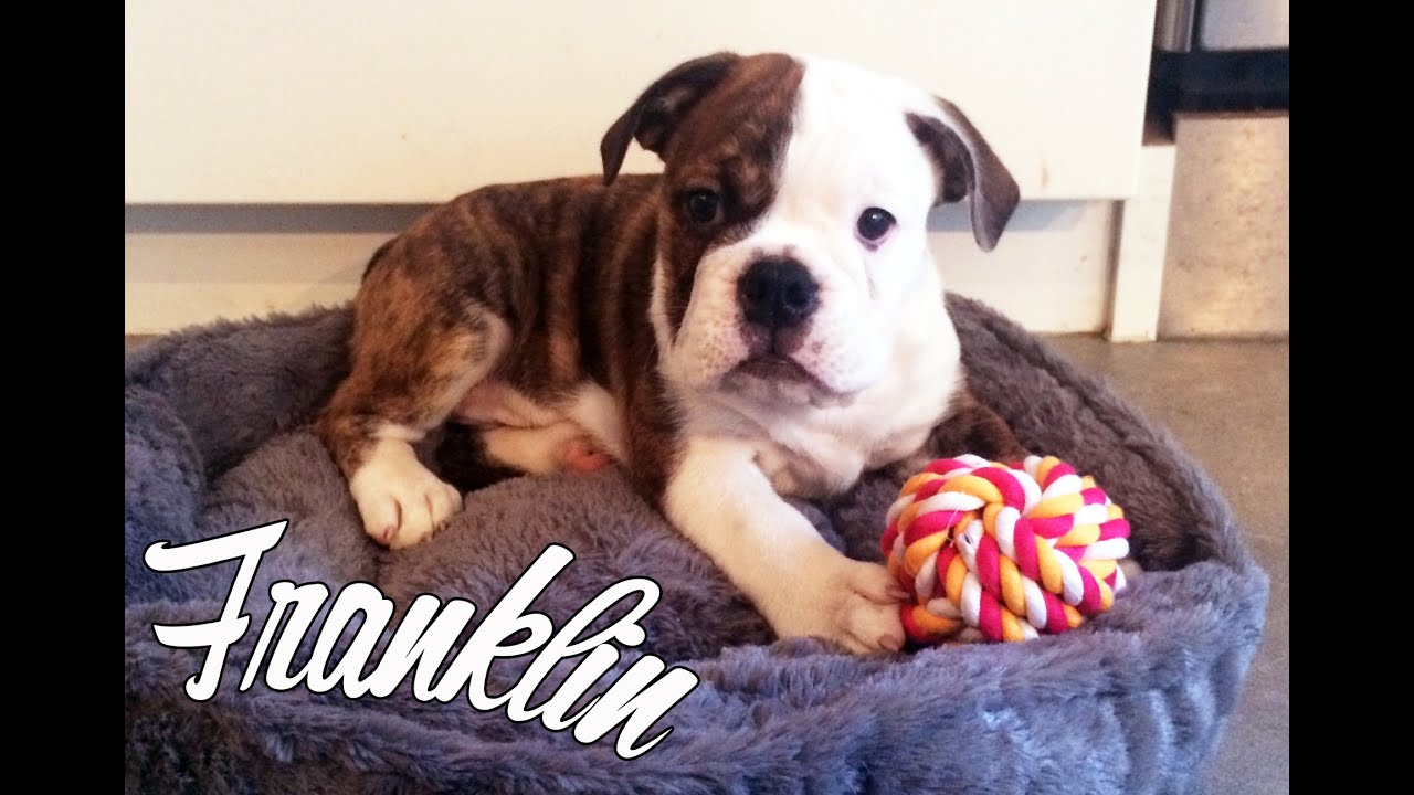 Meet Franklin Our Bulldog Puppy!
