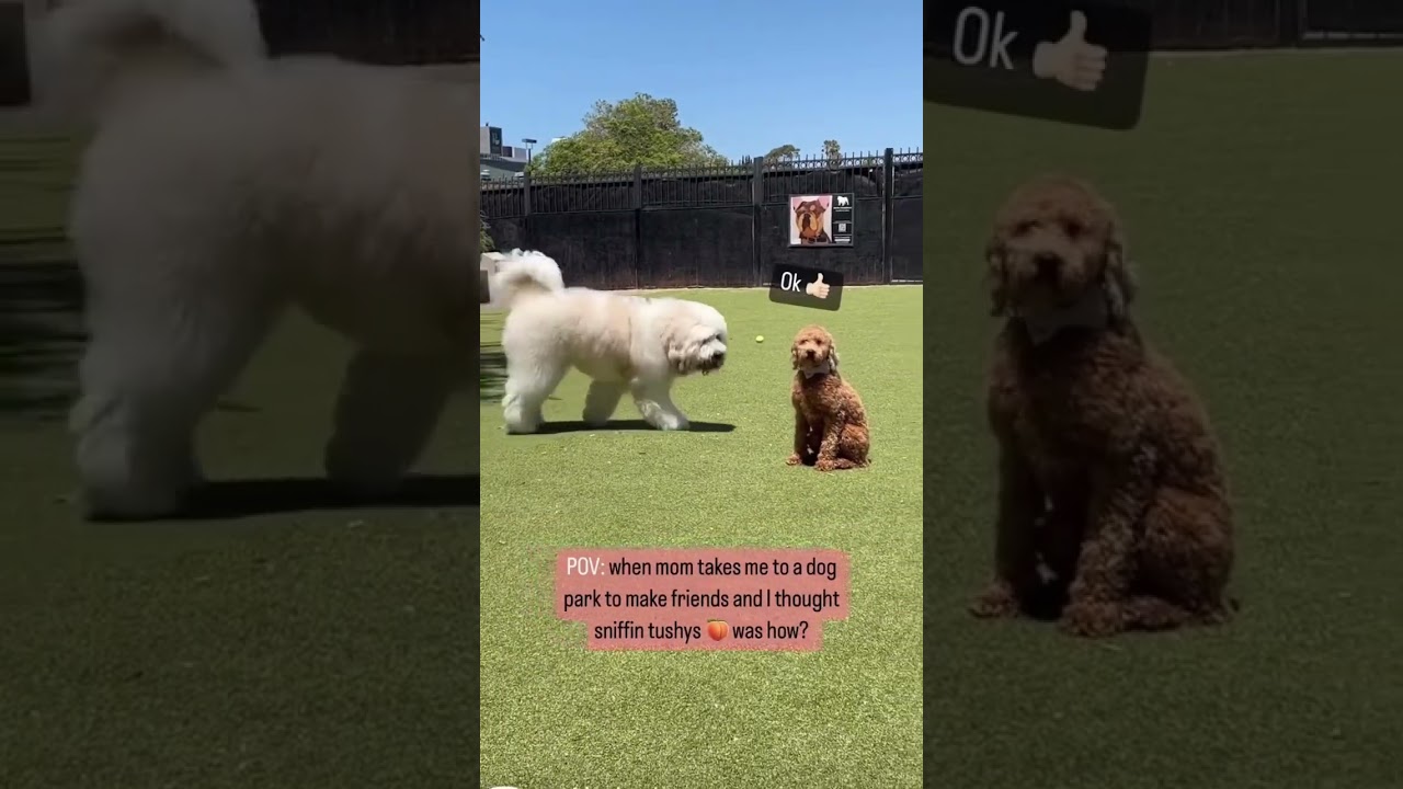 Dog parks are brutal #dogparks #dogs #smalldog #bigdog