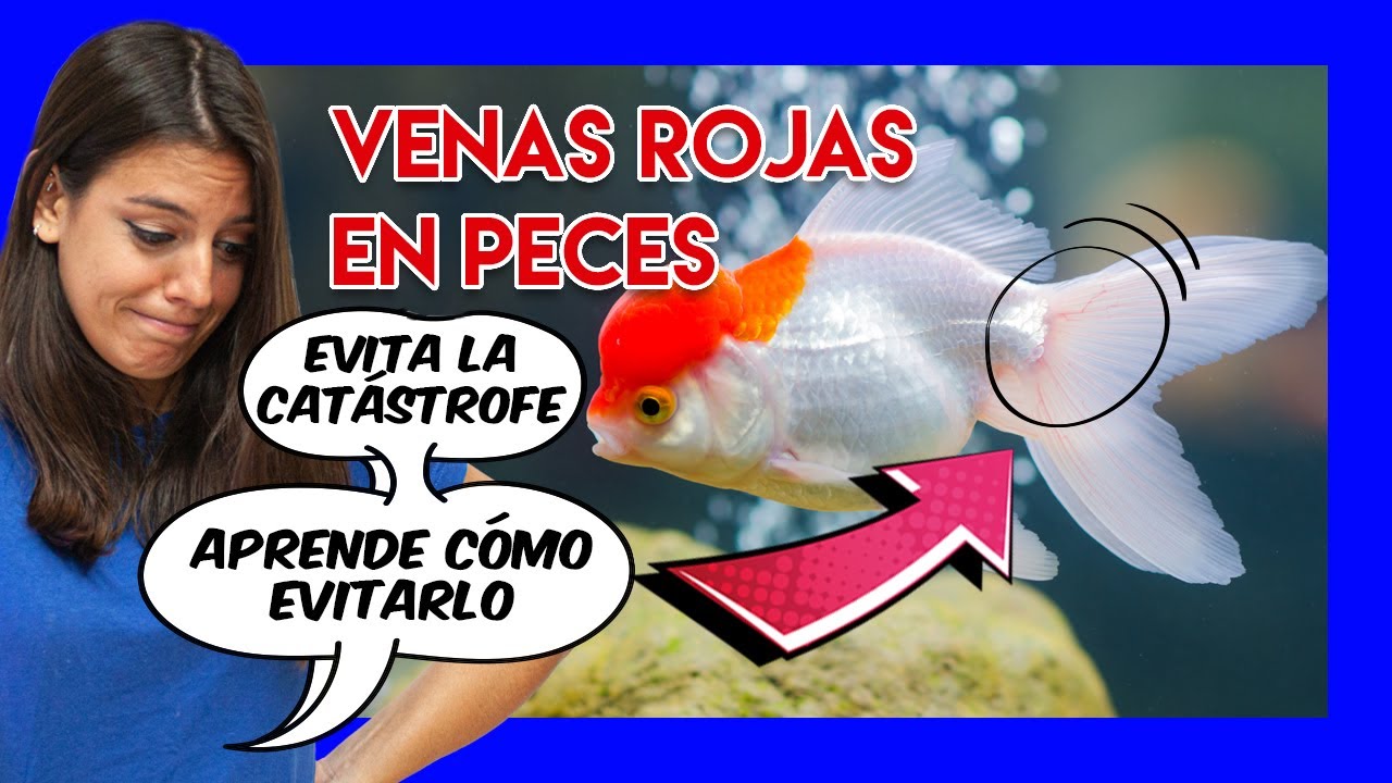 Venas rojas en peces - CÓMO CURARLAS