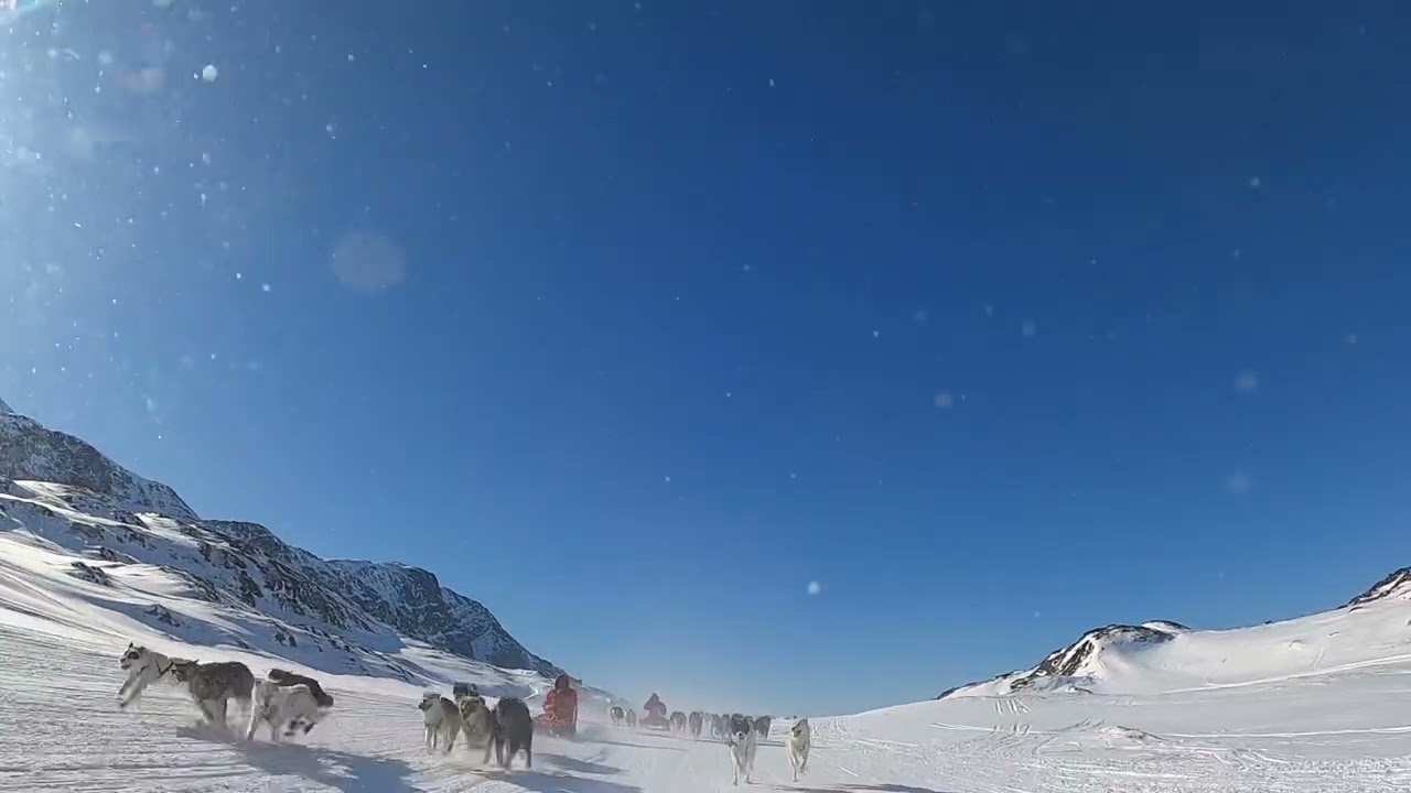 Avannaata qimussersua 2023 dogsled race in Greenland camera2