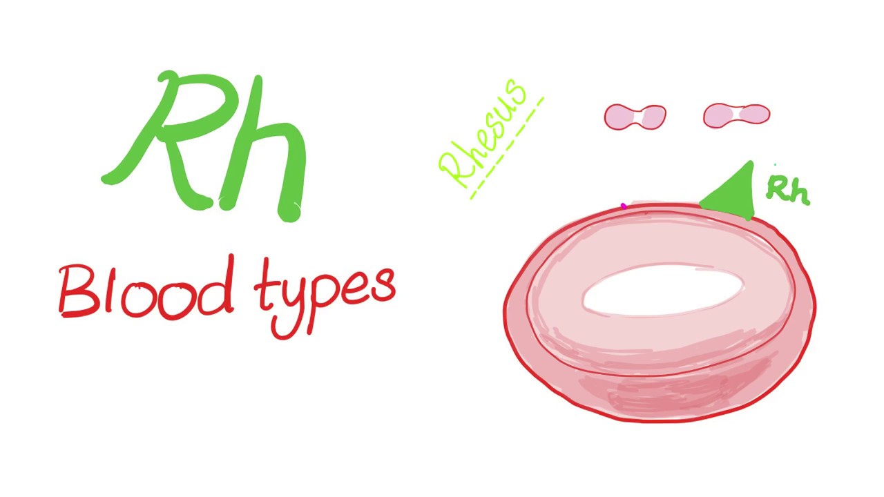 Группа крови Rh («резус») — положительный или отрицательный?! — Гематология