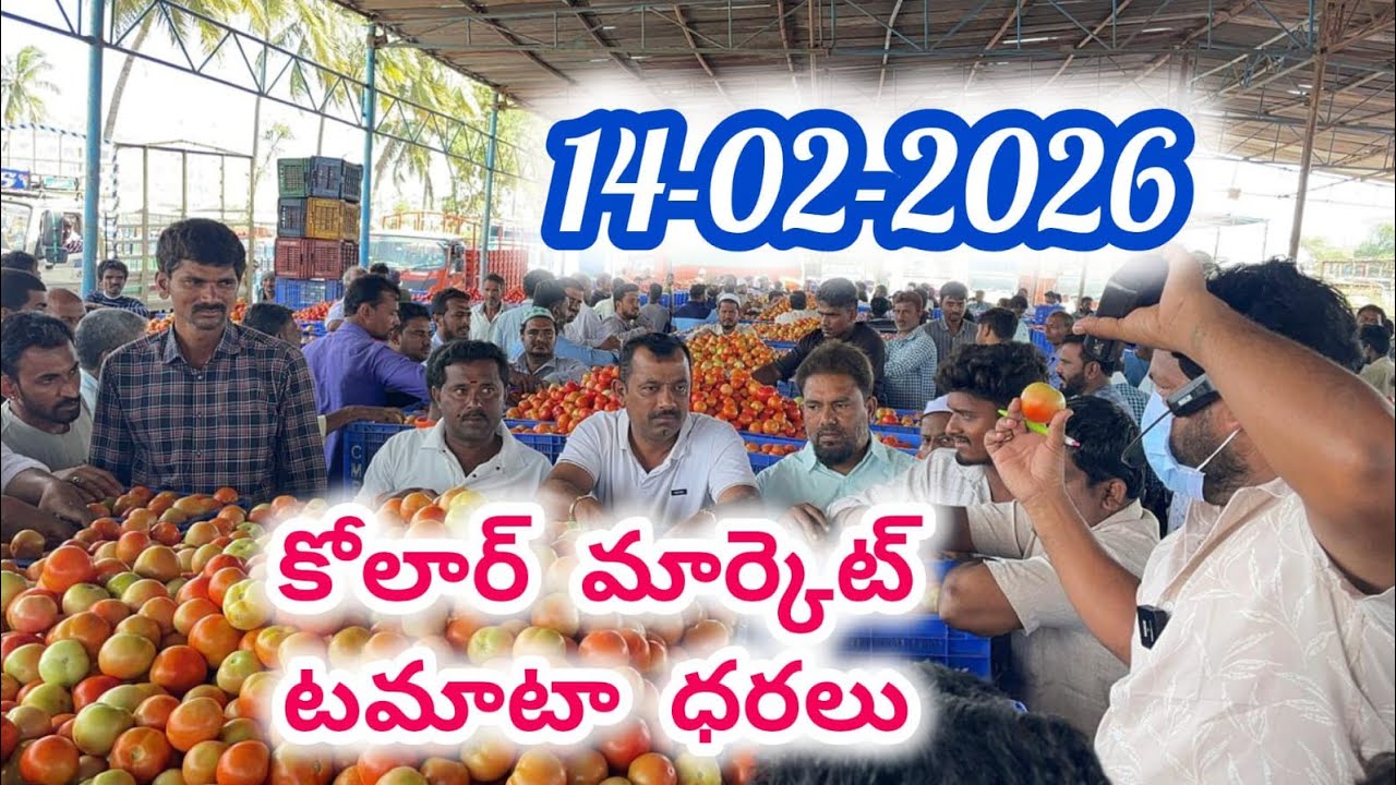 14-02-2026 Today price #today #tomato #telugutomato #kolar #kolartomatomarketratetoday