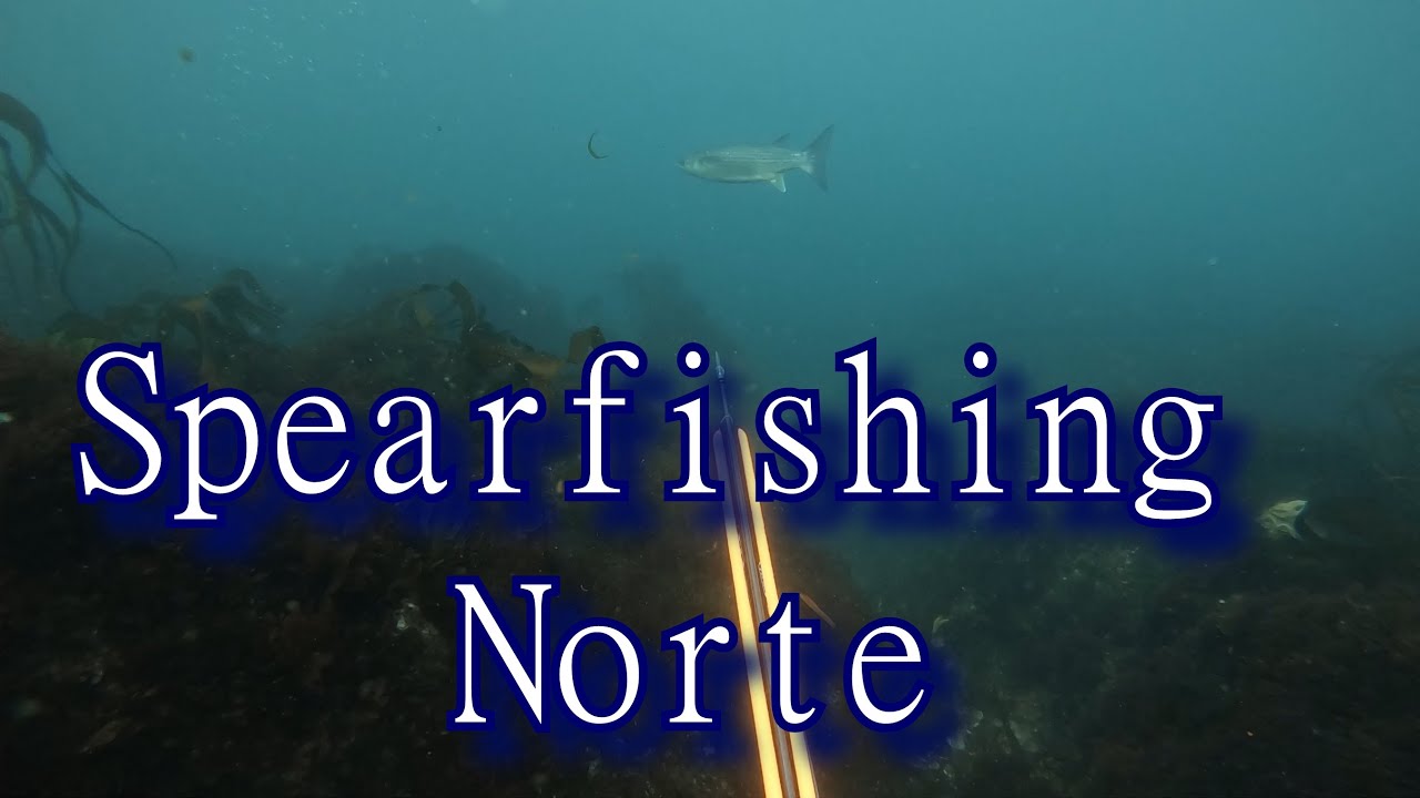 Spearfishing no Porto