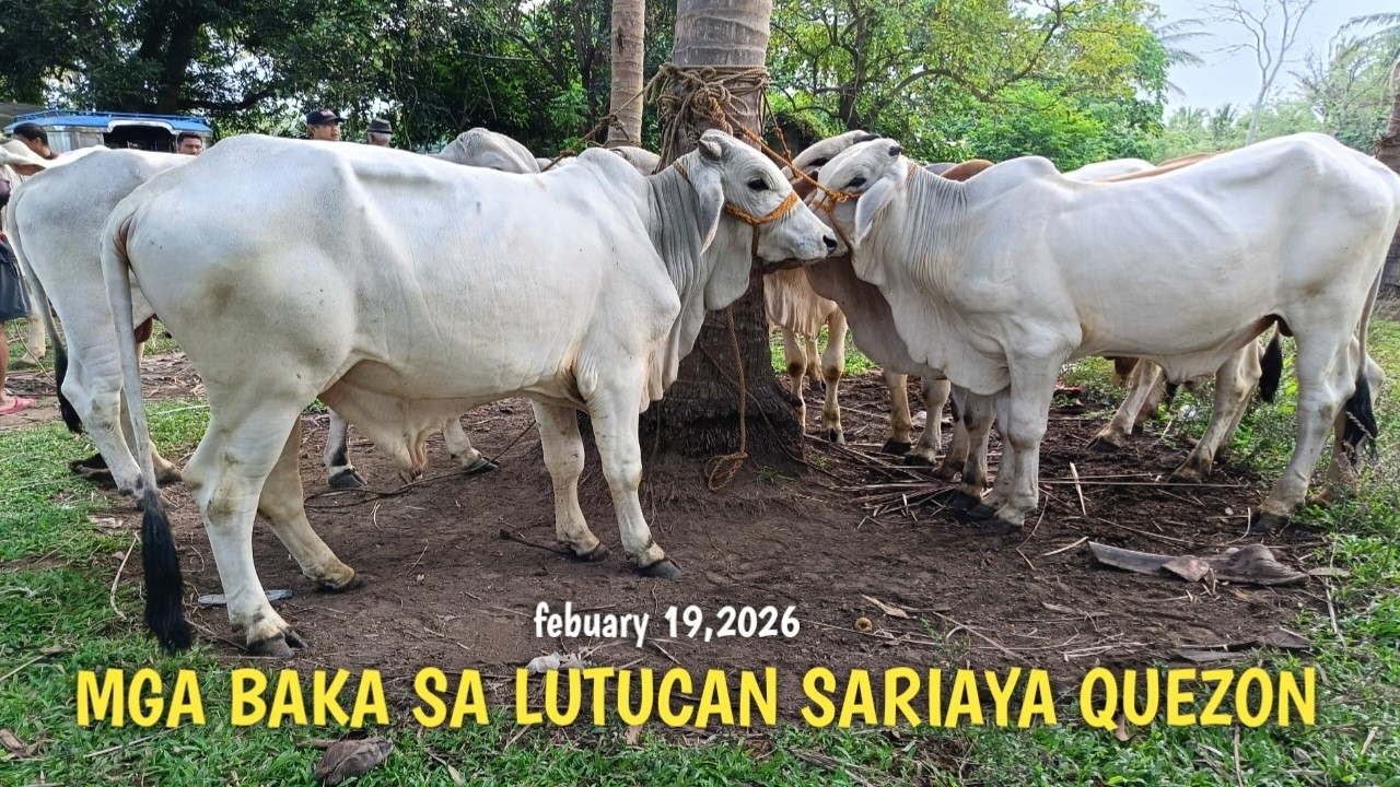 Mga Baka sa Lutucan Sariaya Quezon..dagsa!