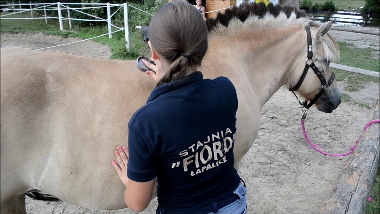 Stajnia Fiord Łapalice Wakacje 2018