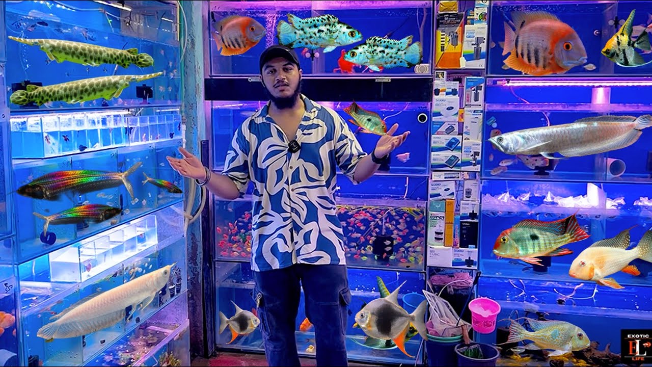 aquarium fishes in delhi | aquarium | fishes | exotic fishes | water world | #30