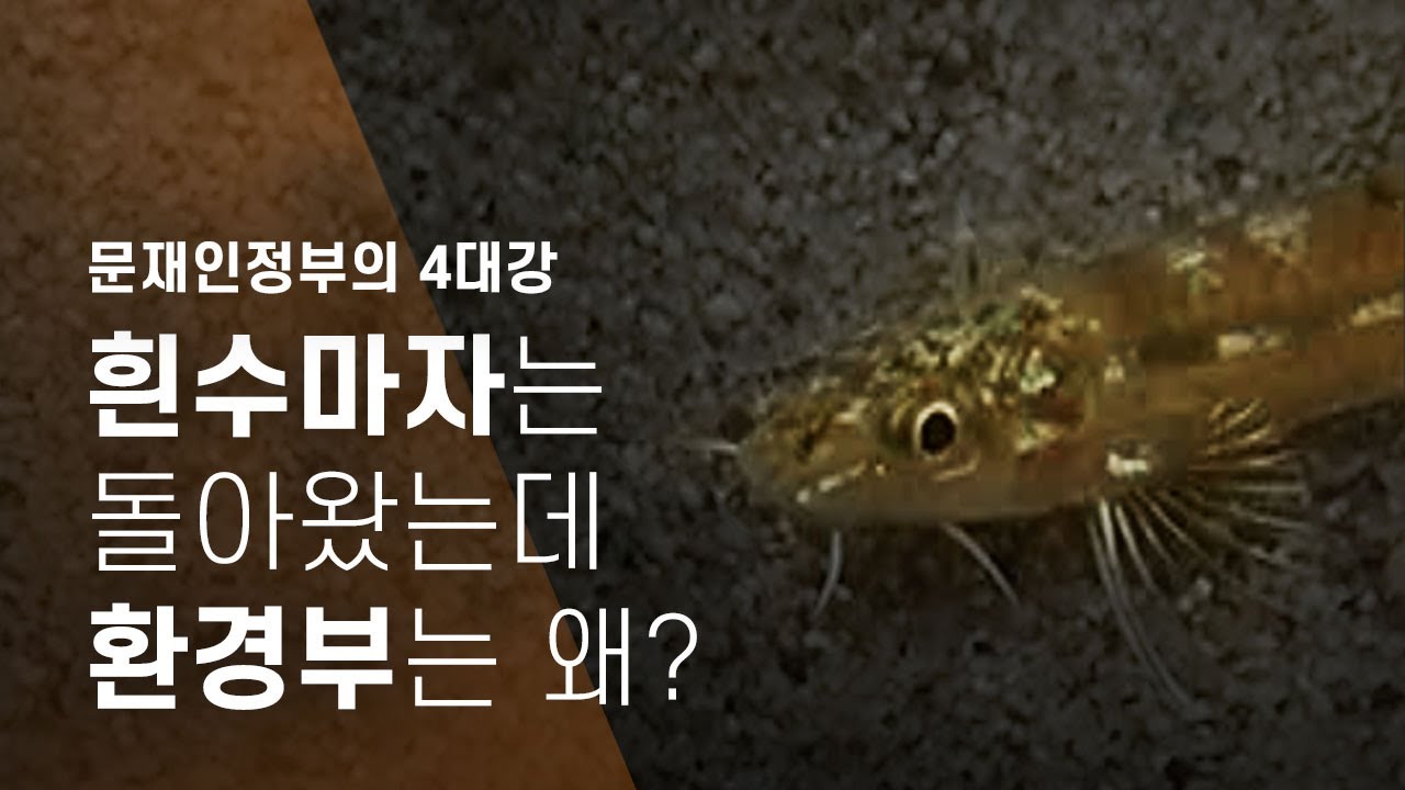 [문재인정부의 4대강] 흰수마자는 돌아왔는데 환경부는 왜? - 뉴스타파