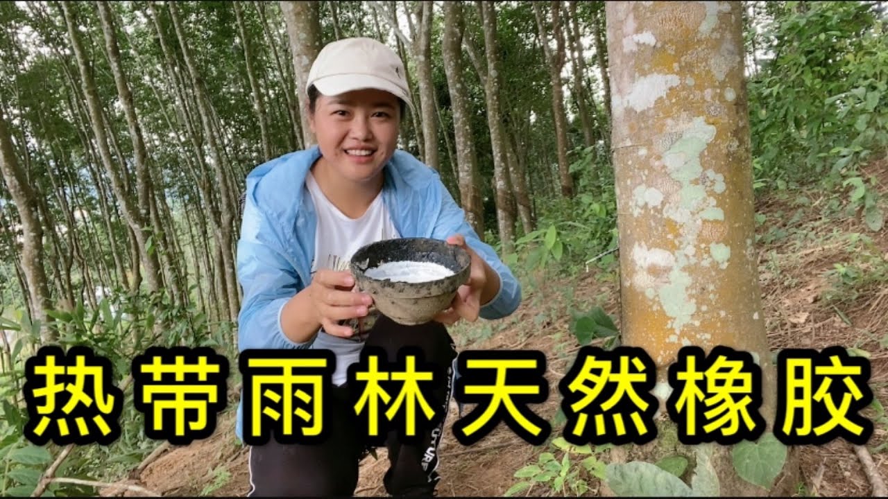 西双版纳热带雨林天然橡胶树，割胶师傅每天割胶上千斤，天然胶乳来之不易非常珍贵。
