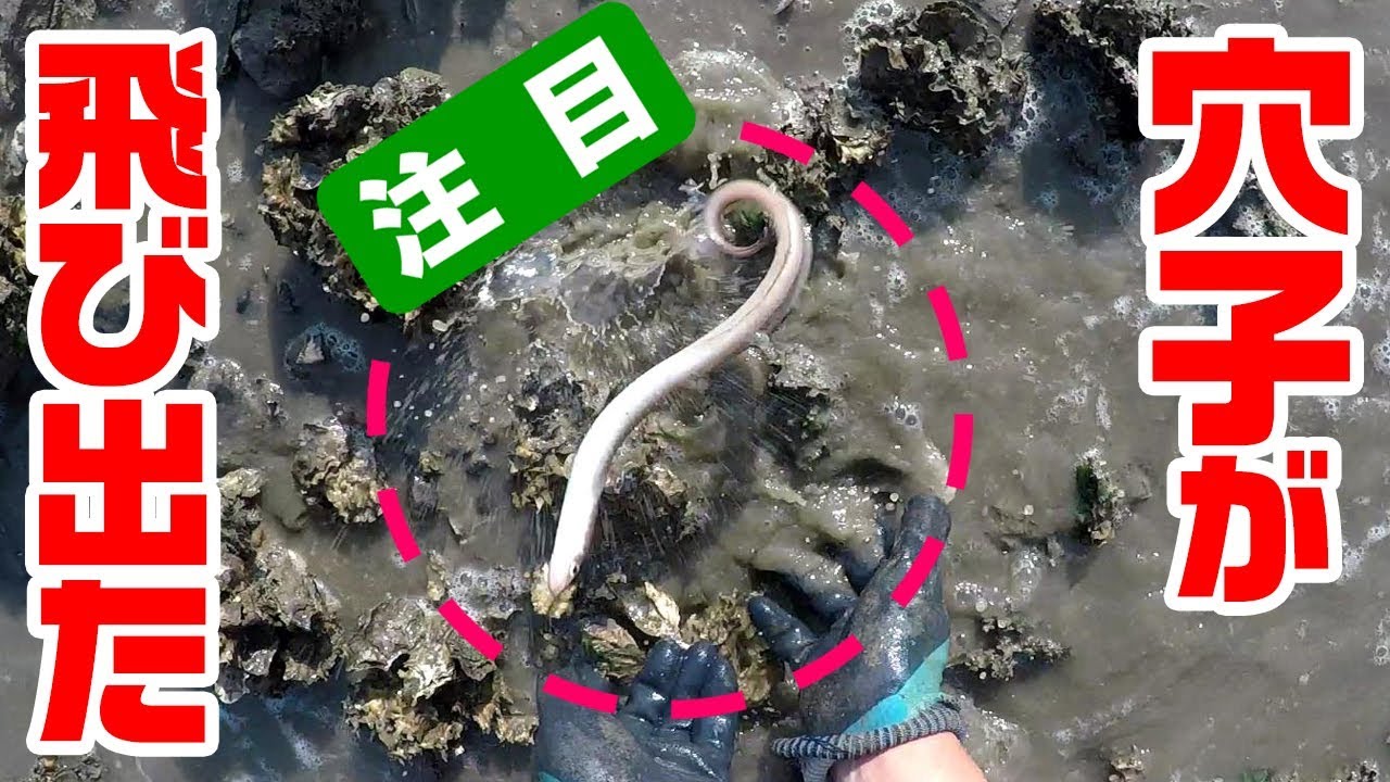 有明海の岩を「ひっくり返して」食材を捕る‼
