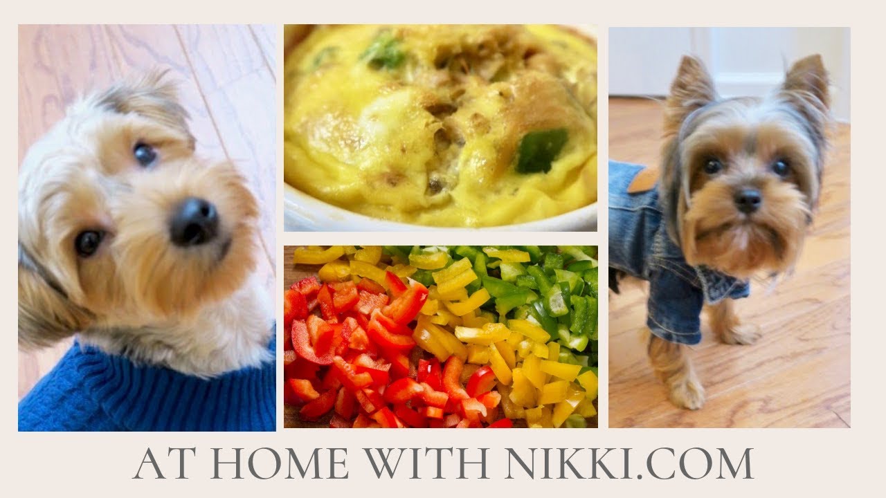 DOG FRIENDLY RECIPE |. DOGGIE OMELET