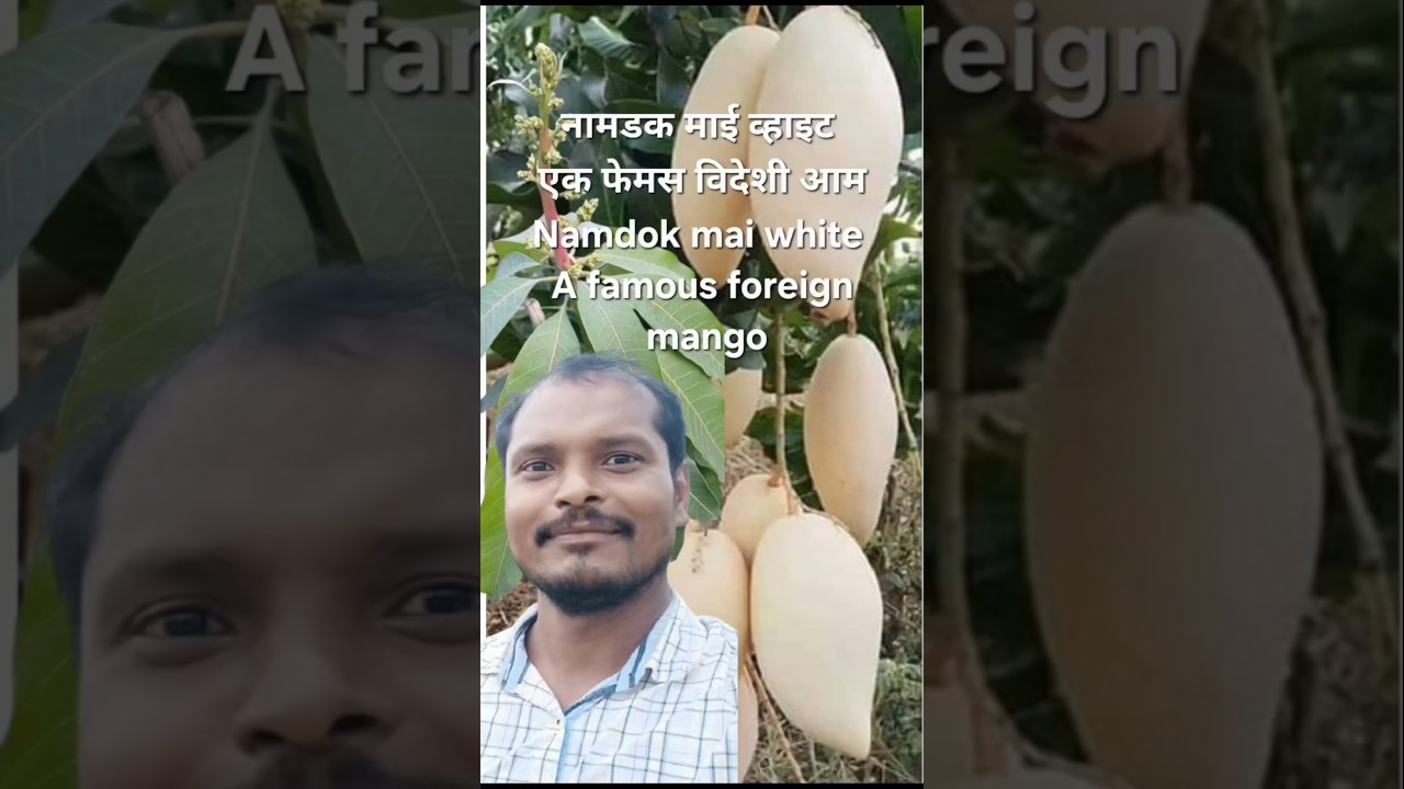 Thailand's famous mango|| Nam dok mai white mango #shorts#viral#trending#shortsfeed#ytshorts#short