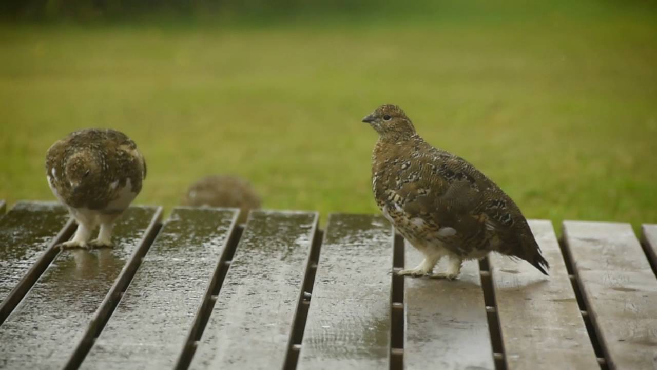 Rjúpuungar - Ptarmigan chicks
