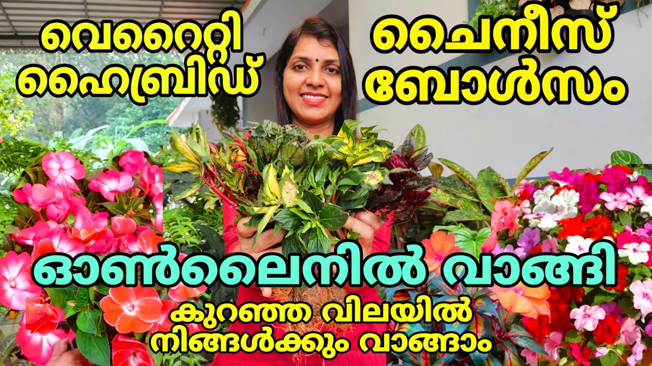 വെറൈറ്റി ഹൈബ്രിഡ് ചൈനീസ് ബോൾസം ഓൺലൈനിൽ വാങ്ങി | Chinese Balsam Plant |