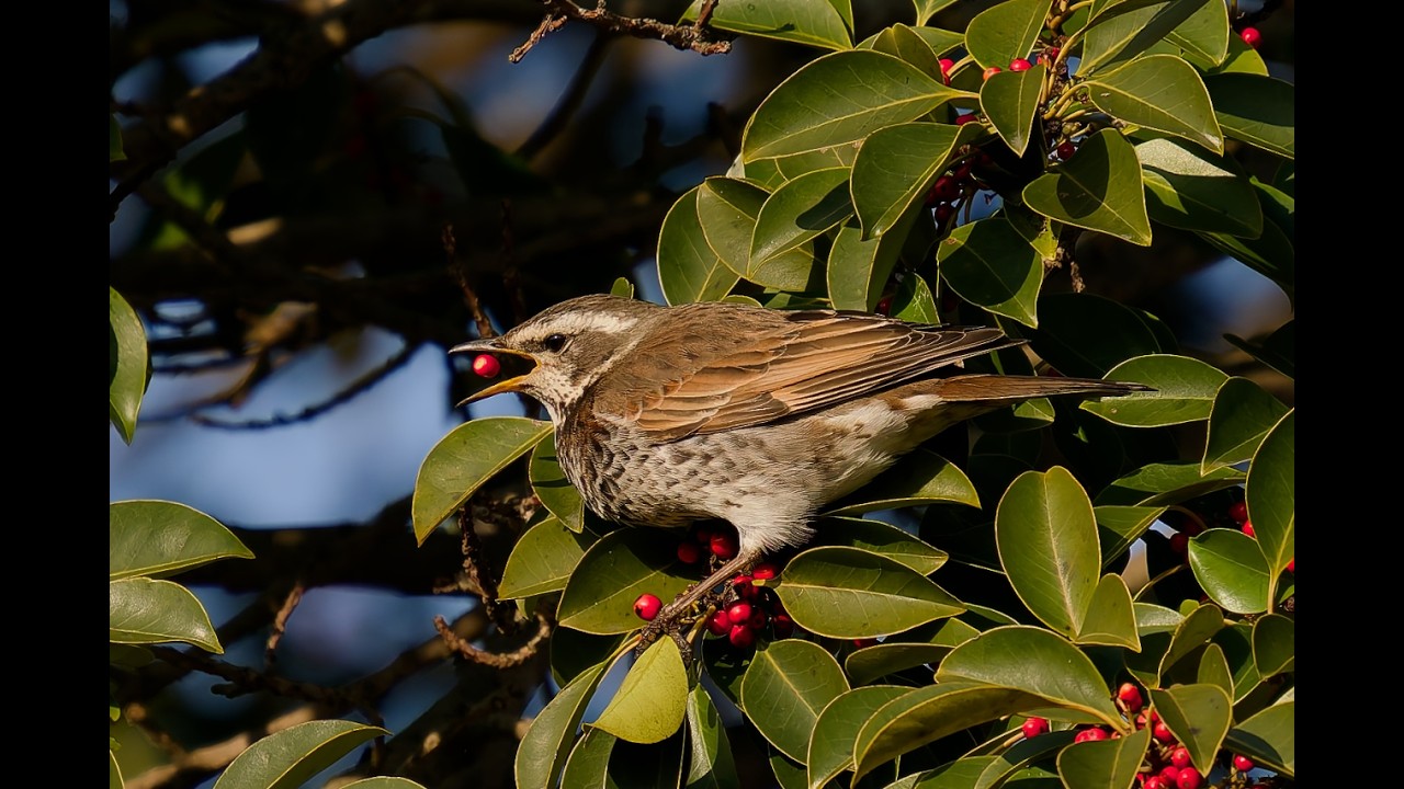 ツグミ　2026/2/21　OM-1 MarkⅡ