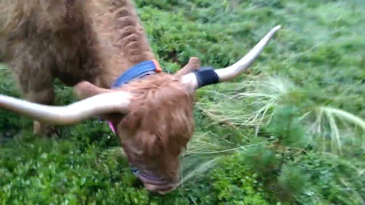 Weidepflege mit Hochlandrindern