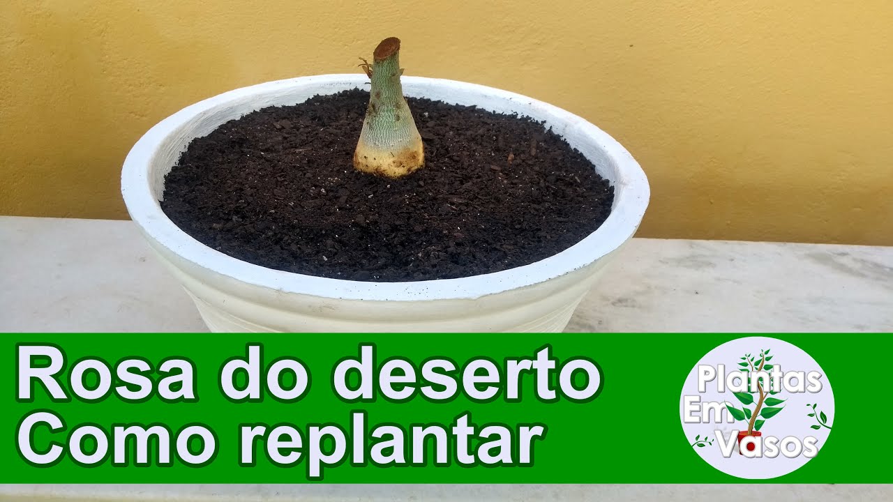 Rosa do deserto: como replantar a muda para o vaso definitivo passo a passo.