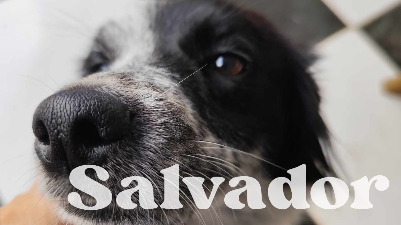 Salvador, disponible à l'adoption