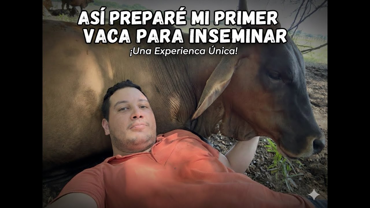 ASI PREPARE MI PRIMERA VACA PARA INSEMINACION ARTIFICIAL  PARTE 2       #ourofino #ourofinoemcampo