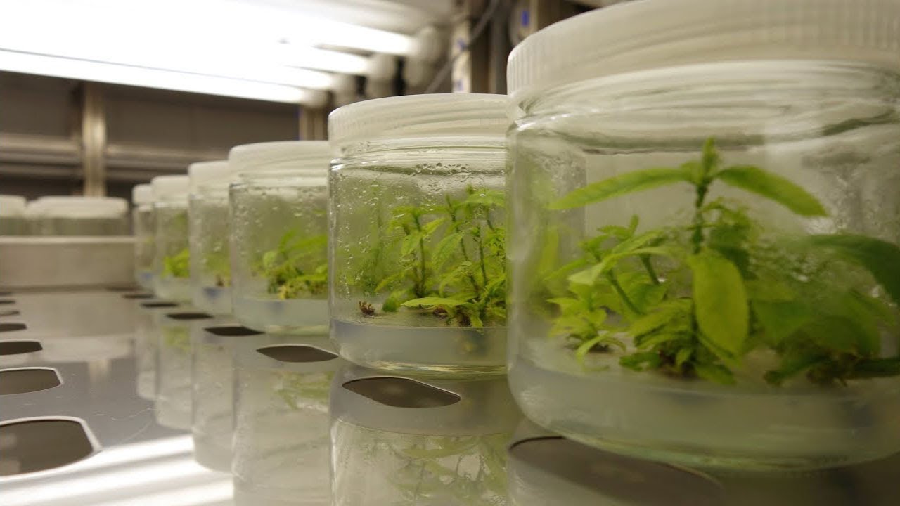 Plant Micropropagation -101 「Orchid Tissue Culture」