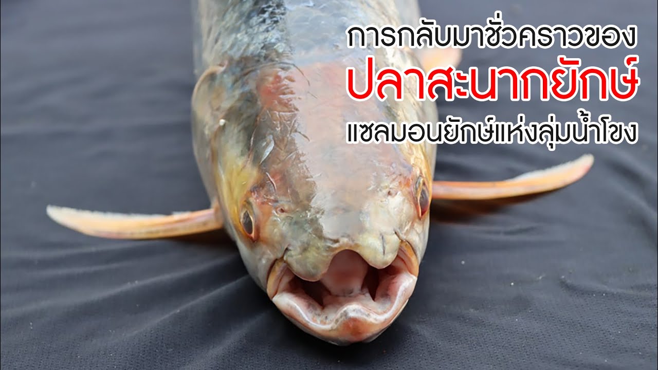 การกลับมาชั่วคราวของ 'ปลาสะนากยักษ์' แซลมอนยักษ์แห่งลุ่มน้ำโขง ปลาที่เคยเชื่อว่าสูญพันธุ์  #ปลาไทย
