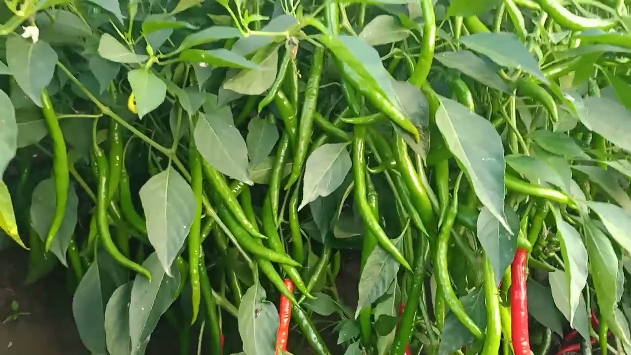 syngenta 5531 veraity