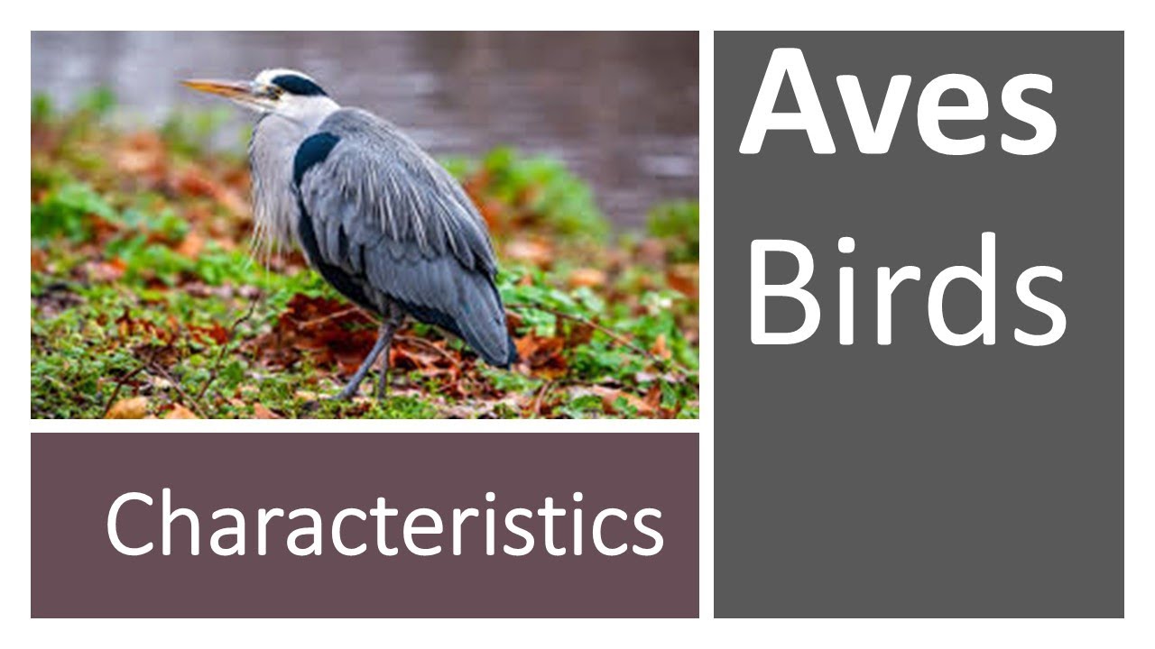 Class aves characteristics