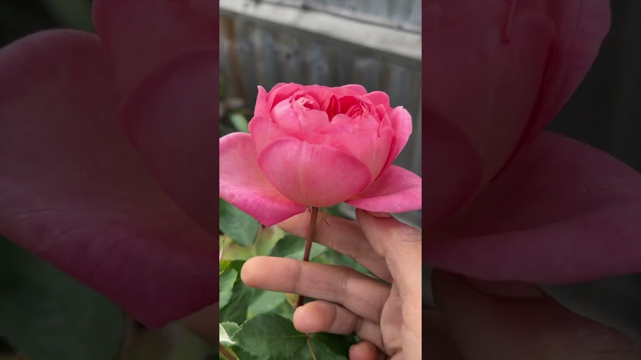 Boscobel ரோஜா மரம் 