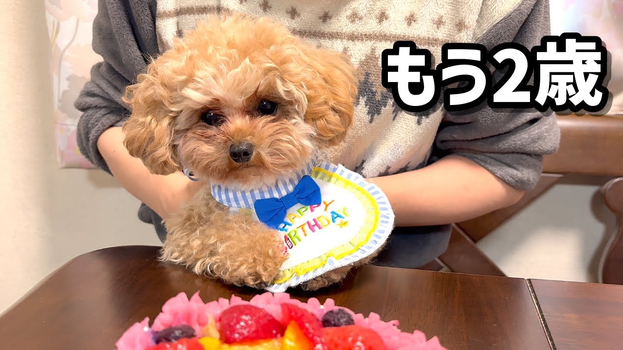 一番小さかった末っ子トイプードルが、もう2歳になりました