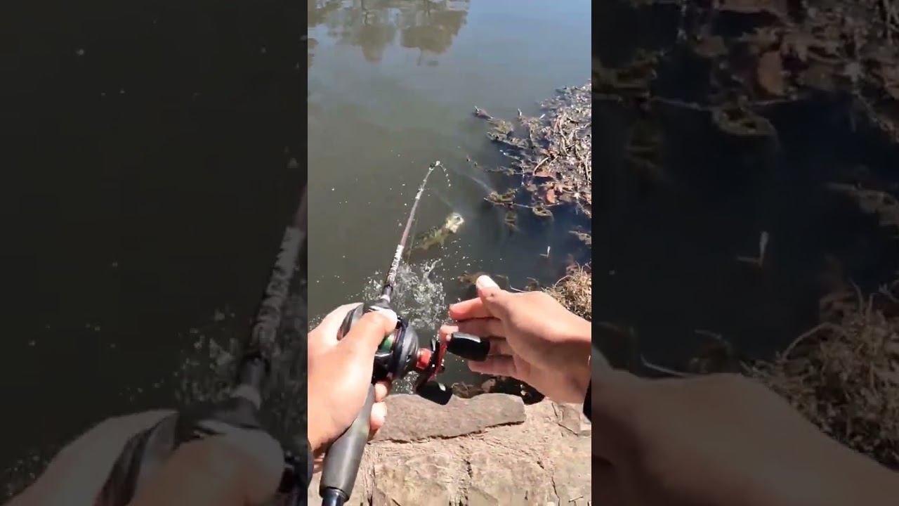 Downtown DALLAS Texas Largemouth Bass 