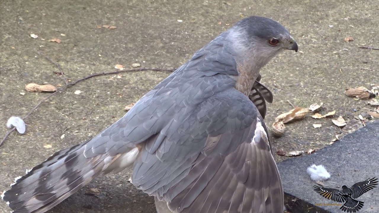 Cooper's hawk vs. Eurasian collared dove + window