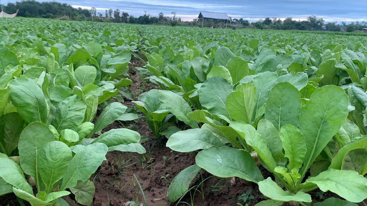 Growing radish from seed to harvest | Daily farmer life